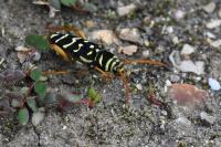 Plagionotus arcuatus