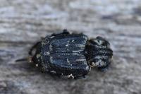 Valgus hemipterus