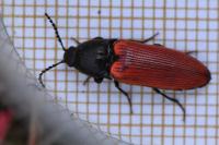 Ampedus sanguineus