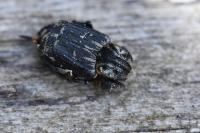 Valgus hemipterus
