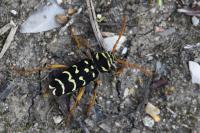 Plagionotus arcuatus