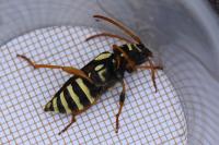 Plagionotus arcuatus
