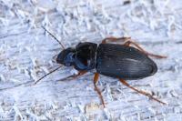Anisodactylus binotatus
