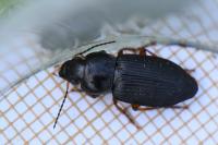 Anisodactylus binotatus