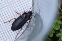 Anisodactylus binotatus