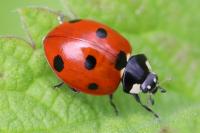 Coccinella septempunctata