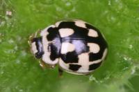 Propylea quatuordecimpunctata