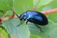 Agelastica alni