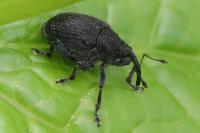 Ceutorhynchus
