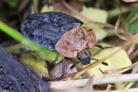 Oiceoptoma thoracicum