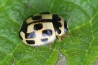 Propylea quatuordecimpunctata