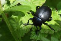 Timarcha tenebricosa