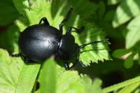Timarcha tenebricosa