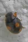 Platynaspis luteorubra