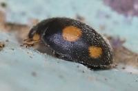 Platynaspis luteorubra