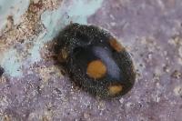 Platynaspis luteorubra