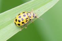 Psyllobora vigintiduopunctata