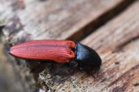 Ampedus sanguineus