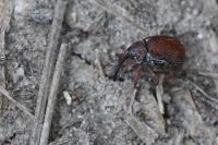 Anthonomus phyllocola