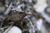 Curculio glandium