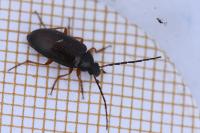 Gonodera luperus