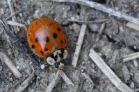 Harmonia axyridis