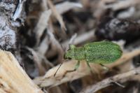 Pachyrhinus lethierryi