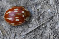 Myzia oblongoguttata