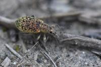 Polydrusus cervinus
