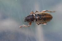 Polydrusus marginatus