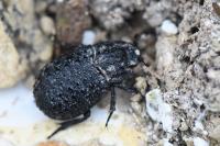 Trox perlatus