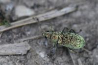 Polydrusus cervinus