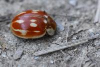 Myzia oblongoguttata