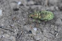 Polydrusus cervinus