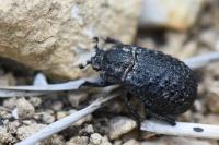 Trox perlatus