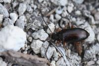 Gonodera luperus