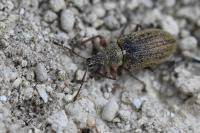 Phyllobius pyri