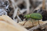 Pachyrhinus lethierryi