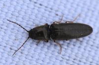 Nothodes parvulus