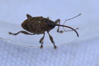 Curculio glandium