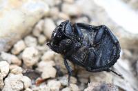 Trox perlatus