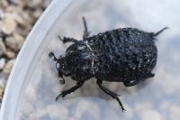 Trox perlatus