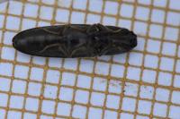 Nothodes parvulus