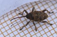 Curculio glandium