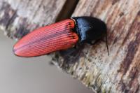 Ampedus sanguineus