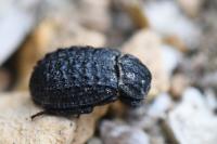 Trox perlatus
