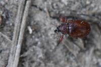 Anthonomus phyllocola