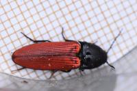 Ampedus sanguineus