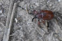 Anthonomus phyllocola