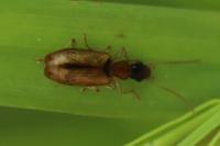 Demetrias atricapillus